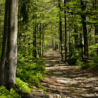 Freeimages.com1225133 33028697 in forest